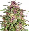 Frisian Dew (Феминизированные)