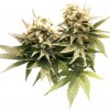 Masterkush (Феминизированные)