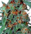Orange Bud (Обычные)