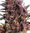 Purple #1 (Обычные)