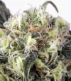 Snow Bud (Феминизированные)