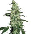 Skywalker (Феминизированные)
