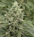 Mandala Seeds Krystalica (Обычные)