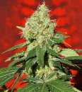 Mandala Seeds Ganesh (Обычные)