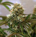 Barney's Farm Seeds Red Cherry Berry (Феминизированные)