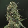 LSD (Феминизированные)