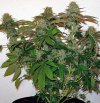 8 Ball Kush (Феминизированные)