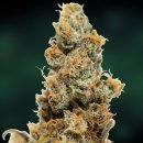 Pineapple Chunk (Феминизированные)