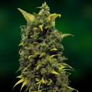 Blue Cheese (Феминизированные)