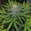 Pineapple Express (Автоцветущие феминизированные)