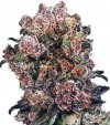 Blueberry (Обычные)