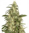Skunk #11 (Феминизированные)