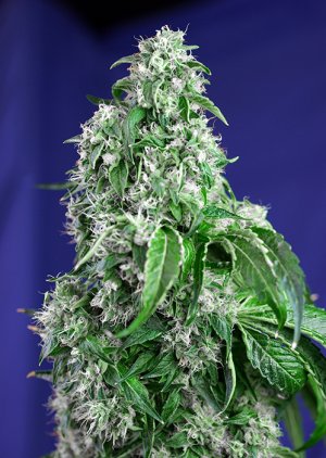 Семена Sweet Seeds Big Devil F1 Fast Version ® (Феминизированные)