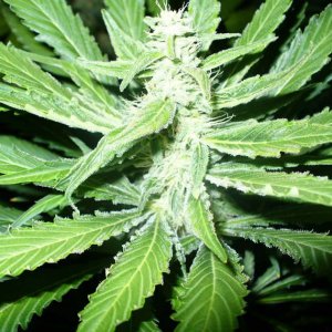 Семена Nirvana Seeds PPP (Феминизированные)