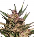 Dutch Passion Seeds Passion #1 (Феминизированные)