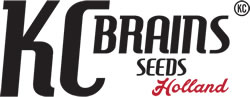 KC Brains