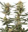 Ortega Indica (Феминизированные)