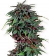 Durban Poison (Обычные)