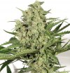 Dutch Cheese (Феминизированные)
