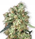 Dutch Haze (Феминизированные)
