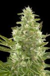 Critical+ (Автоцветущие феминизированные)