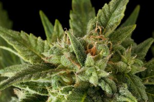 Семена Dinafem Seeds Fruit (Автоцветущие феминизированные)