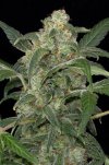 Haze 2.0 (Автоцветущие феминизированные)