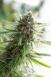 Critical Mass CBD (Феминизированные)