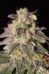 Shark Shock CBD (Феминизированные)