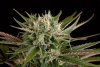 Blue Cheese (Феминизированные)