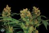 Blue Hash (Феминизированные)