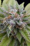 Bubba Kush (Феминизированные)