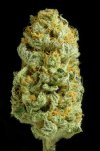 Critical Cheese (Феминизированные)