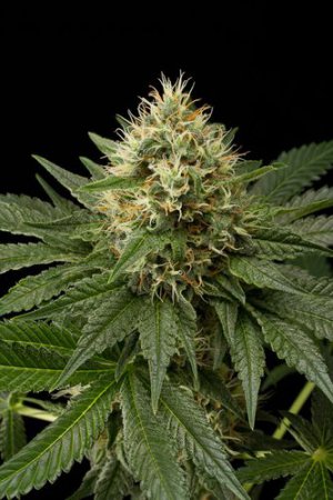 Семена Dinafem Seeds Dinachem (Феминизированные)