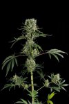 Moby Dick #2 (Феминизированные)