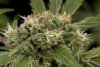 Strawberry Amnesia (Феминизированные)