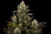 White Widow (Феминизированные)