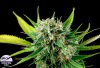 Royale Haze (Феминизированные)