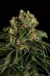 Santa Sativa (Феминизированные)