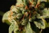 Sweet Deep Grapefruit (Феминизированные)