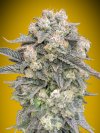 Auto Mimosa (Автоцветущие феминизированные)