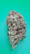 Auto Zkittlez 36 <sup>®</sup> (Автоцветущие феминизированные)