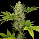 Blue Cheese (Автоцветущие феминизированные)