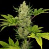 Blue Cheese (Автоцветущие феминизированные)