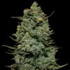 Cookies Kush (Феминизированные)