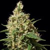 Peppermint Kush (Феминизированные)