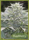 Hashberry (Обычные)