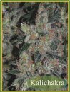 Mandala Seeds Kalichakra (Обычные)