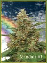 Mandala Seeds Mandala #1 (Обычные)