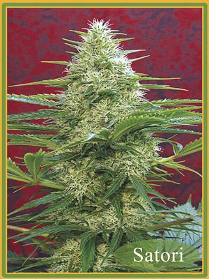 Семена Mandala Seeds Satori (Обычные)
